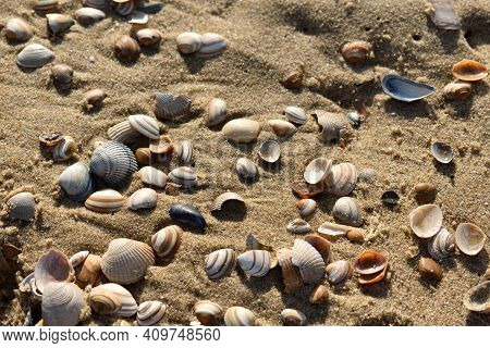 A Collection Of Shells In The Beach Sand Close To Den Helder In The Netherlands