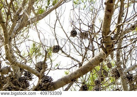 Pinus Halepensis In The Mountain Under The Sun In Alicante, Spain