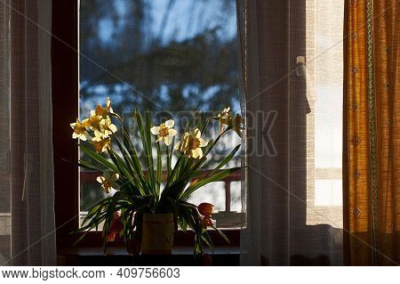 Bouquet Of Spring Daffodils On The Wondow. White And Yellow Jonquils Are Standing In The Room. Sprin