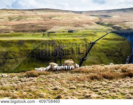 Swaledale Sheep Eating From A Feeder In Moorland With Mountains In The Background. Scar House. Nidde