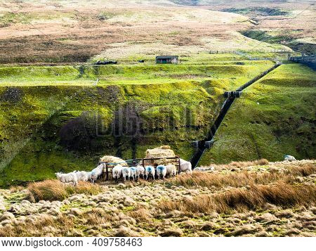 Swaledale sheep eating from a feeder in moorland with mountains in the background. Scar House. Nidde