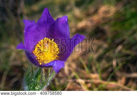 Flower Head Of Pulsatilla Patens At Spring Day. Top View Of Eastern Pasqueflower. Cutleaf Anemone In