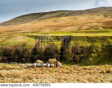 Swaledale sheep eating from a feeder in moorland with mountains in the background. Scar House. Nidde