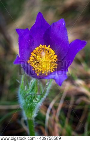 Flower Of Pulsatilla Patens At Spring Day. Vertical View Of Eastern Pasqueflower. Cutleaf Anemone In