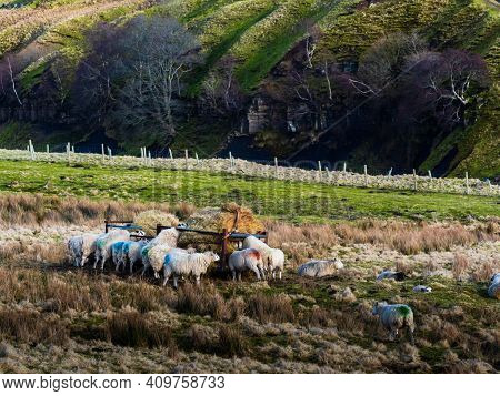 Swaledale sheep eating from a feeder in moorland with mountains in the background. Scar House. Nidde