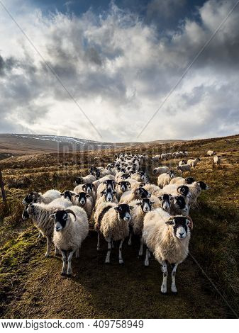 A flock of Swaledale sheep in open moorland with mountains waiting to be fed. Scar House. Nidderdale