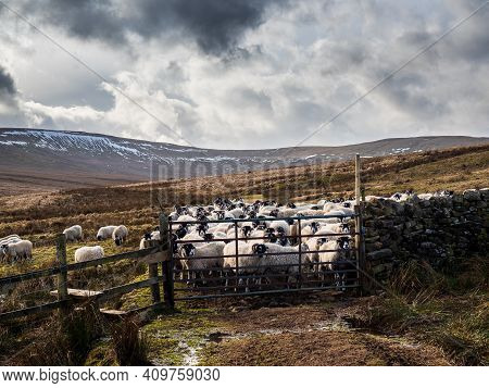 A Flock Of Swaledale Sheep In Open Moorland With Mountains Waiting To Be Fed. Scar House. Nidderdale