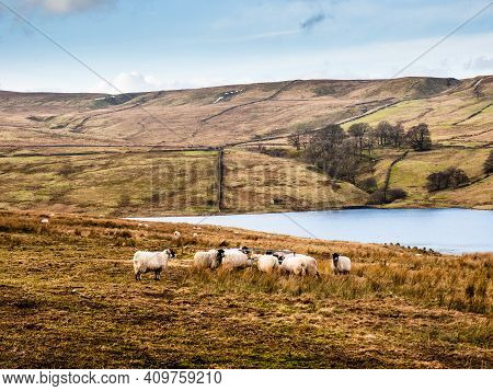 Swaledale Sheep Eating From A Feeder In Moorland With Mountains In The Background. Scar House. Nidde