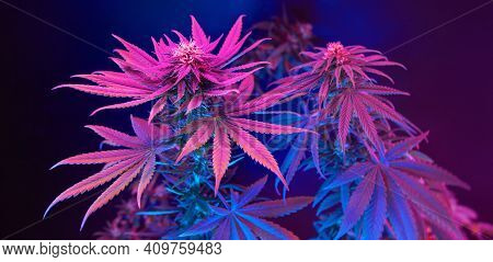 Beautiful Cannabis Background. Purple Medicinal Marijuanna. New Aestethic Fashion Trendy Look Of Agr