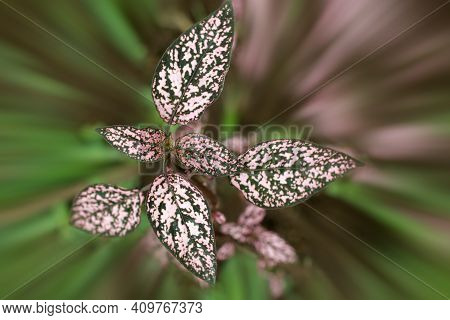 The Polka Dot Plant. Pink And Green Leaves Plant On Soft Blur Motion Effect Illustration Background.