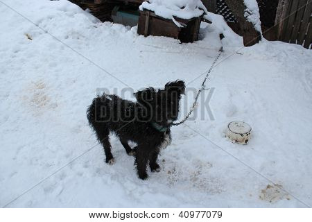 Black dog on a chain on a snow