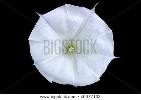 Fiore bianco