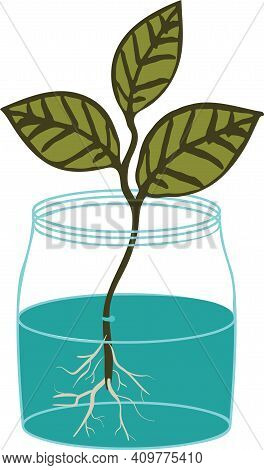 House Plant Cutting Propagation In Water. Branch With Leaves Rooting In A Jar Vector Illustration.