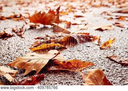 Autumn Maple Colorful Leaf Close Up On Wet Asphalt Pavement. Fallen Yellow Autumn Leaves On Rainy Da