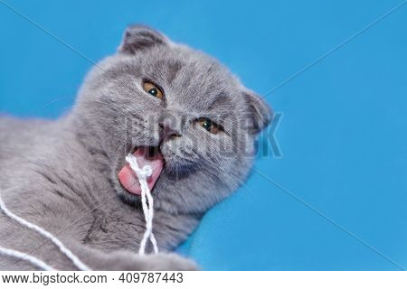 A Lop-eared Scottish Cat Plays With Balls Of Yarn. An Animal On A Blue Background. Fun For Pets