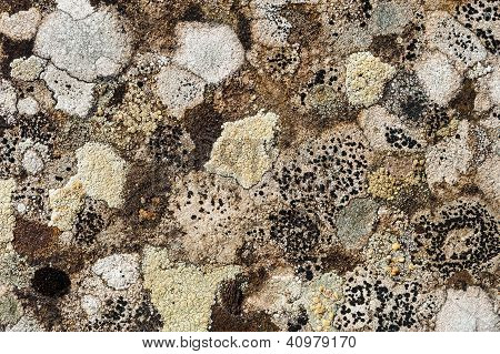 Licheni colorati