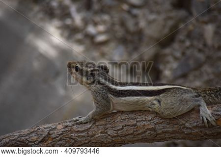 Adult Gray Squirrel Close Up. Mammal Asian Tree Rodent, Wildlife Animal Background Wallpaper Photo