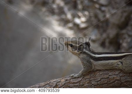 Adult Gray Squirrel Close Up. Mammal Asian Tree Rodent, Wildlife Animal Background Wallpaper Photo