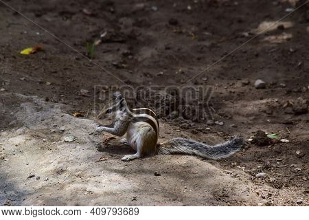 Adult Gray Squirrel Close Up. Mammal Asian Tree Rodent, Wildlife Animal Background Wallpaper Photo