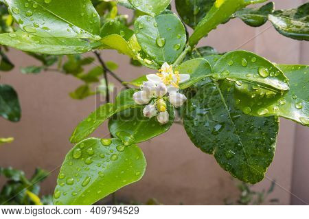Fresh Bergamots And Leaves On Tree With Water Drops On Them Fruity,   With Herbaceous Bergamia Aroma