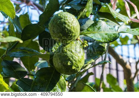 Fresh Bergamots And Leaves On Tree With Water Drops On Them Fruity,   With Herbaceous Bergamia Aroma