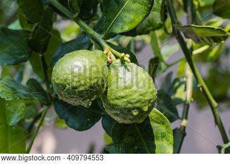 Fresh Bergamots And Leaves On Tree With Water Drops On Them Fruity,   With Herbaceous Bergamia Aroma