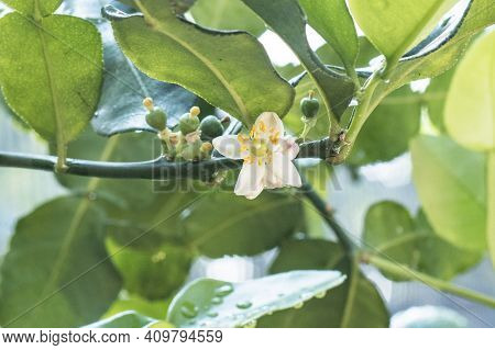 Fresh Bergamots And Leaves On Tree With Water Drops On Them Fruity,   With Herbaceous Bergamia Aroma