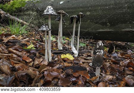 The Magpie Fungus (coprinopsis Picacea) Is An Inedible Mushroom , An Intresting Photo