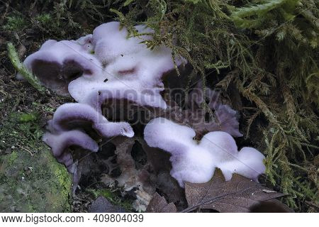 The Silverleaf Fungus (chondrostereum Purpureum) Is An Inedible Mushroom , An Intresting Photo