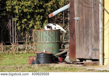 Black And White Domestic Cat Calmly Lying And Resting On Warm Sunny Winter Day On Top Of Old Partial