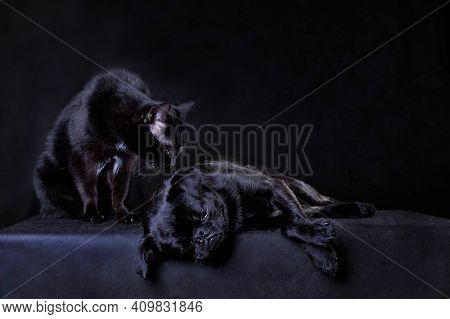 Black Cat Sniffs Black Dog Petit Brabanson On Black Background In Studio