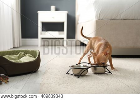 Cute Chihuahua Dog Near Feeding Bowl In Room. Pet Friendly Hotel
