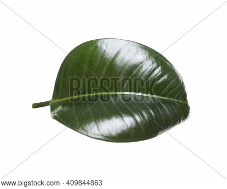 Fresh Green Leaf Of Ficus Elastica Plant Isolated On White