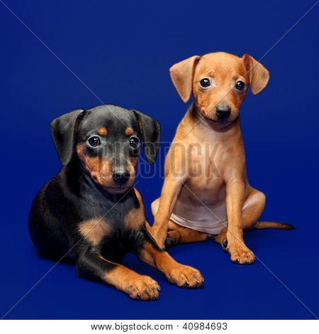 Lille Pinscher hvalpe