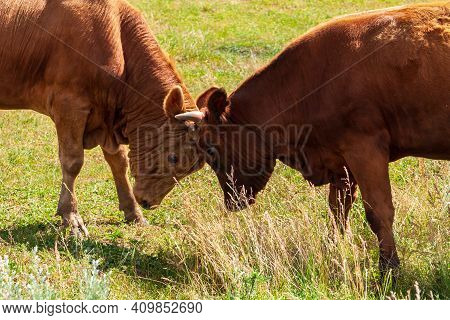 Young Bulls Try To Butt With Each Other. Educational Games For Young Bulls.