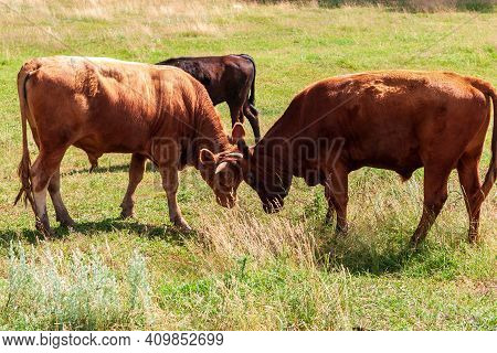Young Bulls Butt Lazily With Each Other. Educational Games For Young Bulls.
