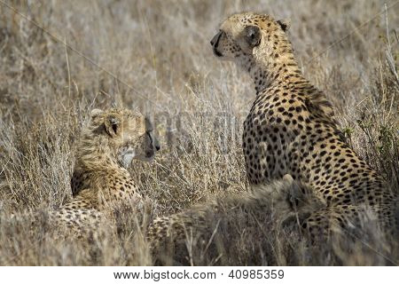 Cheetahs: สองลูกและแม่ยาวหญ้า Lewa ลงของ เคนยา แอฟริกา