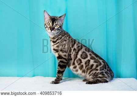 Purebred Bengal Cat, Leopard Color. Photo Of A Cat Sitting In The Studio