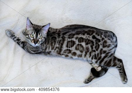 Purebred Bengal Cat, Leopard Color. Photo Of A Cat Sitting In The Studio