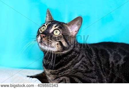 Close Up Portrait Pet F2. Purebred Bengal Cat, Leopard Color. Photo Of A Cat Sitting In The Studio