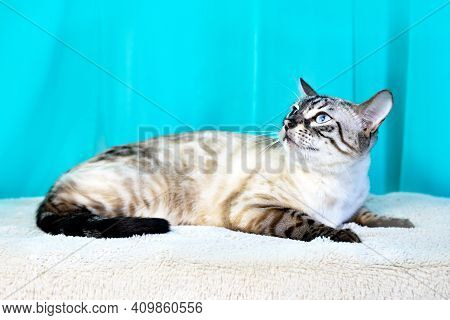 Looks To The Side In Profile. Purebred Bengal Cat, Leopard Color. Photo Of A Cat Sitting In The Stud