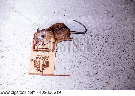 Donegal , Ireland - February 23 2021 : Mouse Trapped In Mouse Trap