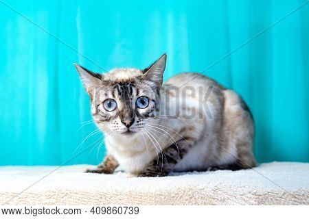 Purebred Bengal Cat, Leopard Color. Photo Of A Cat Sitting In The Studio