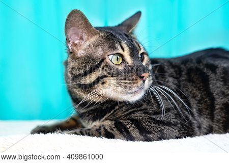 Close Up Portrait Pet F2. Purebred Bengal Cat, Leopard Color. Photo Of A Cat Sitting In The Studio. 