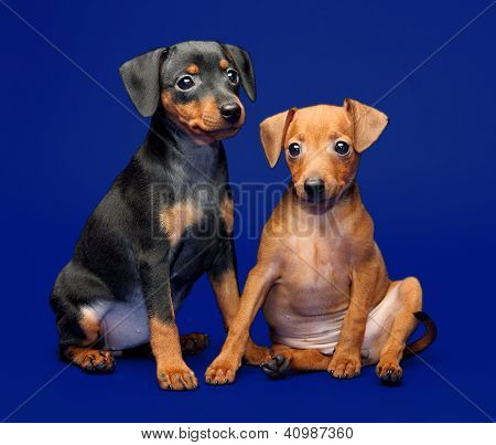 Lille Pinscher hvalpe
