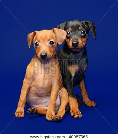 Lille Pinscher hvalpe