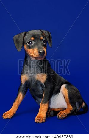 Lille Pinscher hvalp