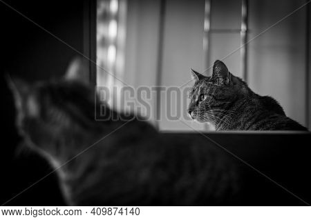 Cat In Front Of A Mirror With Reflection In Focus - Black And White
