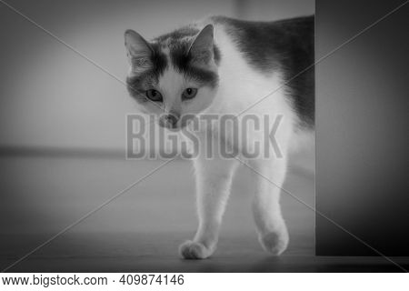 Cat Sneaking In From Behind A Door - Black And White