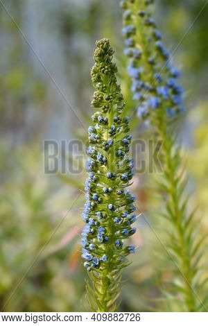 Pride Of Madeira - Latin Name - Echium Candicans (syn. Echium Fastuosum)
